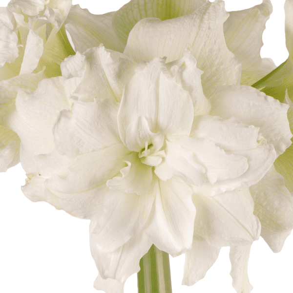 Close-up of a Snow White Amaryllis - Bare Bulb flower in full bloom, showcasing its multiple layers of delicate petals and a green stem, set against a plain white background.