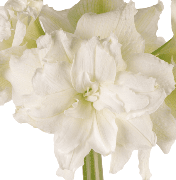 Close-up of a Snow White Amaryllis - Bare Bulb flower in full bloom, showcasing its multiple layers of delicate petals and a green stem, set against a plain white background.