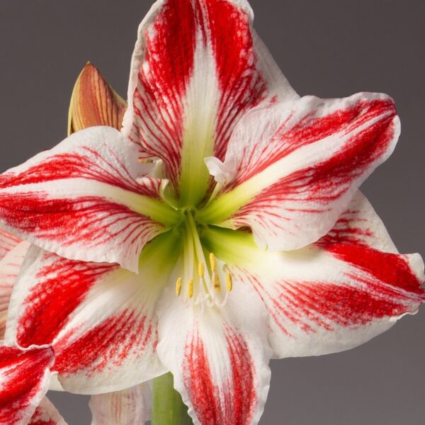 A detailed close-up showcases a fully bloomed Spartacus Amaryllis - Bare Bulb with white petals that highlight bold red streaks. The flower reveals its yellow stamens and green pistil at the center, while a bud can be spotted in the background against a simple grey backdrop.