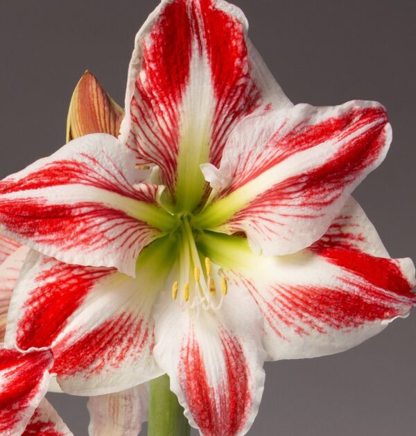 A detailed close-up showcases a fully bloomed Spartacus Amaryllis - Bare Bulb with white petals that highlight bold red streaks. The flower reveals its yellow stamens and green pistil at the center, while a bud can be spotted in the background against a simple grey backdrop.