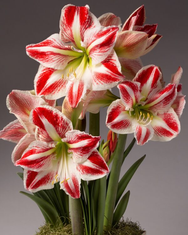 A captivating display of Spartacus Amaryllis - Bare Bulb flowers in full bloom, featuring large petals adorned with striking red stripes and pristine white centers. Green leaves and stalks rise from a moss-covered base, all set against a neutral backdrop that accentuates the vibrant blossoms.