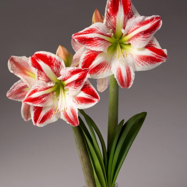 Two large, vibrant Spartacus Amaryllis flowers, their white petals embellished with striking red stripes, bloom atop tall green stems. The blossoms are framed by long, slender leaves and set against a minimalist gray background, with a base of moss and soil visible below. This exquisite display comes from the Spartacus Amaryllis - Bare Bulb product.