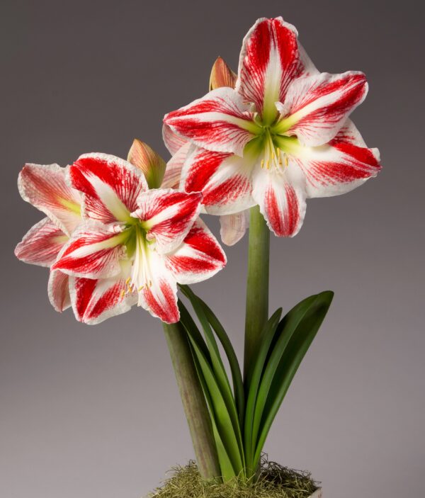 Two large, vibrant Spartacus Amaryllis flowers, their white petals embellished with striking red stripes, bloom atop tall green stems. The blossoms are framed by long, slender leaves and set against a minimalist gray background, with a base of moss and soil visible below. This exquisite display comes from the Spartacus Amaryllis - Bare Bulb product.