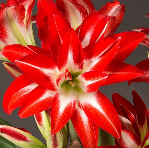 A close-up of vibrant Splash Amaryllis - Bare Bulb flowers in full bloom. Each petal displays a striking gradient of color, transitioning from a bright red at the edges to a crisp white near the center. The background is a soft, neutral gray.