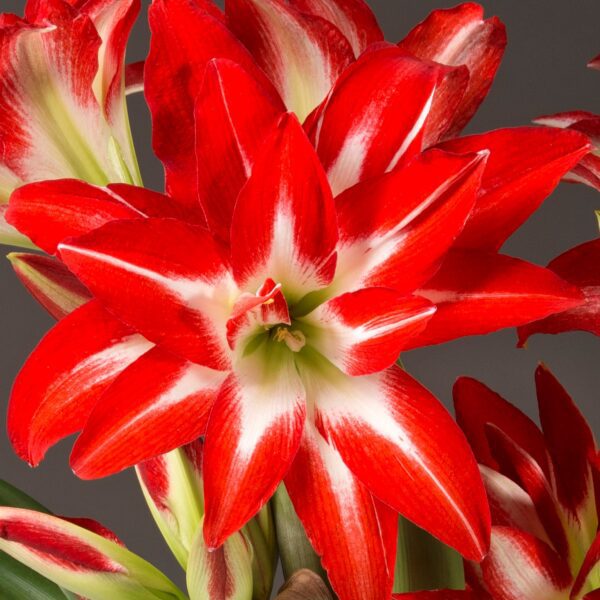 A close-up of vibrant Splash Amaryllis - Bare Bulb flowers in full bloom. Each petal displays a striking gradient of color, transitioning from a bright red at the edges to a crisp white near the center. The background is a soft, neutral gray.