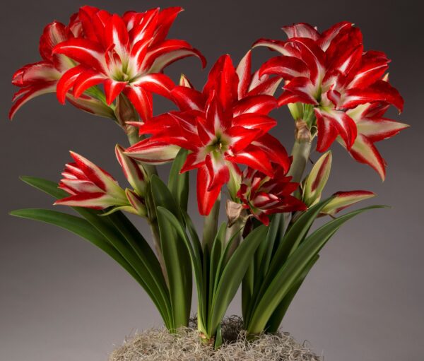 A cluster of vibrant red and white Splash Amaryllis - Bare Bulb flowers with multiple blooms is set against a dark background. The flowers are accompanied by long, green leaves and emerge from a bed of moss at the base. The petals feature striking stripes, creating a bold and beautiful appearance.