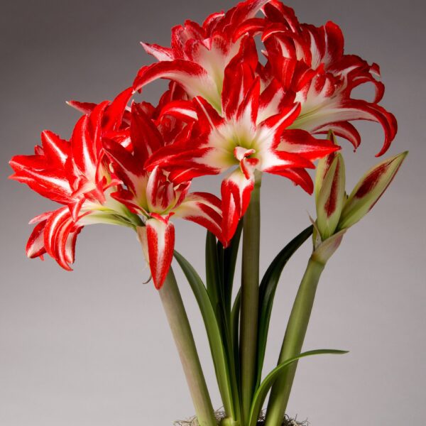 A cluster of vibrant red and white Splash Amaryllis - Bare Bulb flowers with long green stems stands against a neutral background. Some flowers are fully open, showcasing their bold, striped petals, while a few buds remain closed. The base is covered in light moss.