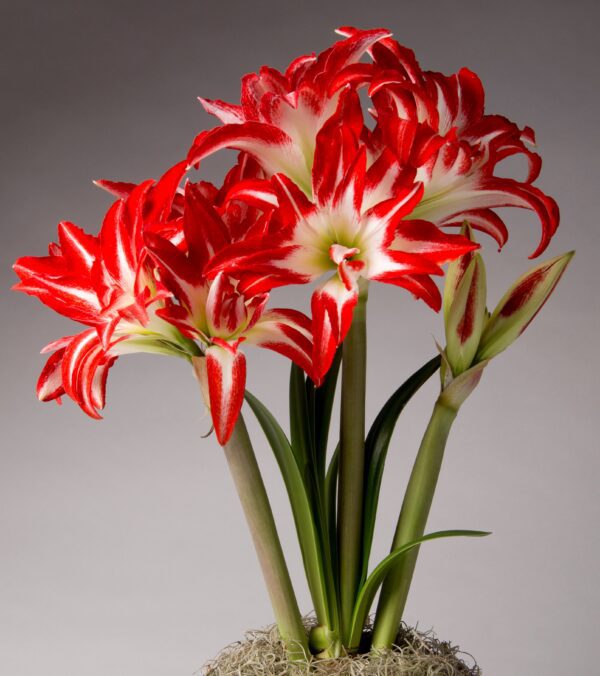 A cluster of vibrant red and white Splash Amaryllis - Bare Bulb flowers with long green stems stands against a neutral background. Some flowers are fully open, showcasing their bold, striped petals, while a few buds remain closed. The base is covered in light moss.