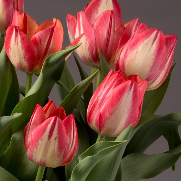 A close-up of several vibrant Spryng Break Potted Tulips reveals lush green leaves set against a gray background. The petals, edged in striking red and featuring soft white centers, lend the flowers a beautifully fresh appearance.