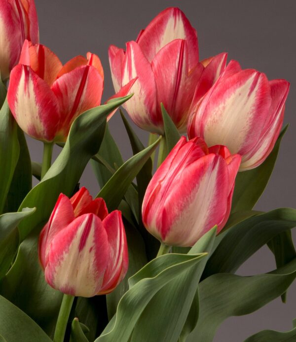 A close-up of several vibrant Spryng Break Potted Tulips reveals lush green leaves set against a gray background. The petals, edged in striking red and featuring soft white centers, lend the flowers a beautifully fresh appearance.