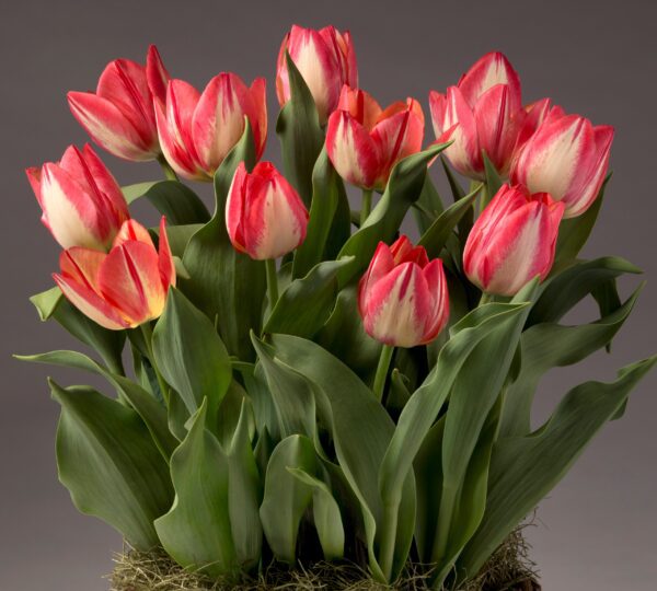 A vibrant cluster of Spryng Break Potted Tulips with lush green leaves in a flower pot, set against a gray background. The tulips are in full bloom, their petals elegantly open to reveal delicate color gradients and the natural beauty of the flowers.