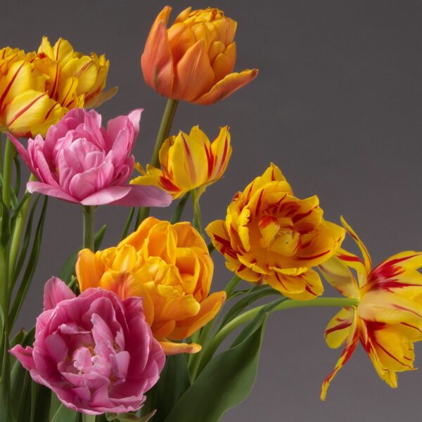 The Sunset Potted Double Tulip Mix features a vibrant bouquet of colors, including yellow with red streaks, solid orange, and pink with white accents, all set against a neutral gray background. The delicately layered petals create a lush and full appearance.