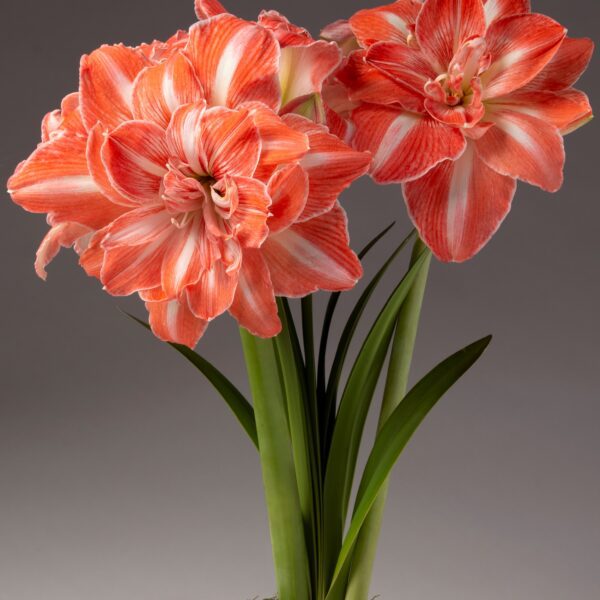 A close-up of two vibrant Sunshine Nymph Amaryllis flowers, featuring stunning red and white stripes and surrounded by lush green leaves against a neutral background. The fully blooming flowers highlight their intricate petals and delicate textures, with a moss-covered base completing the scene.