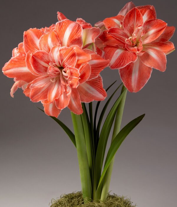 A close-up of two vibrant Sunshine Nymph Amaryllis flowers, featuring stunning red and white stripes and surrounded by lush green leaves against a neutral background. The fully blooming flowers highlight their intricate petals and delicate textures, with a moss-covered base completing the scene.