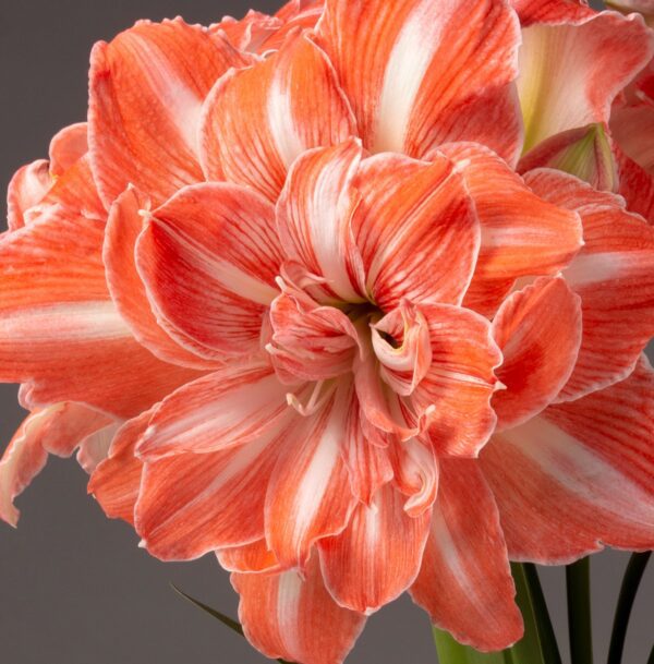 Close-up of a Sunshine Nymph Amaryllis - Bare Bulb flower with multiple layers of petals. The flower showcases intricate striped patterns and vibrant hues, creating a striking visual against a neutral gray background.