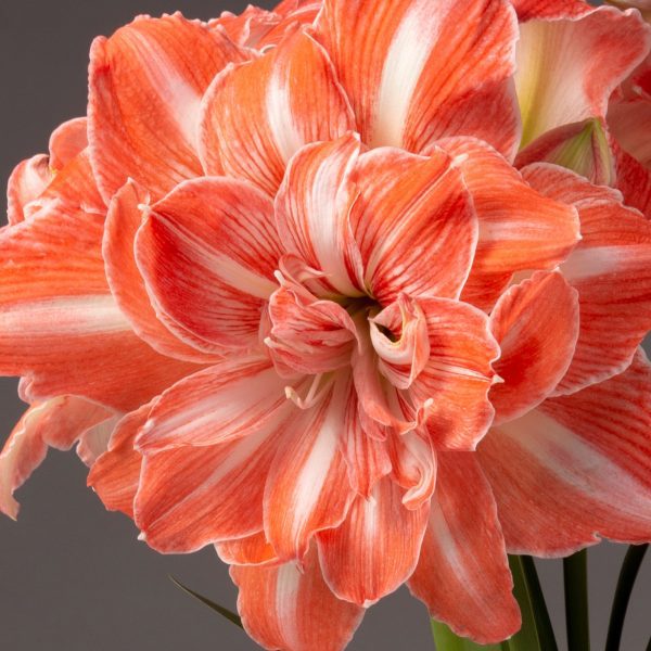 Closeup of Sunshine Nymph amaryllis bloom.