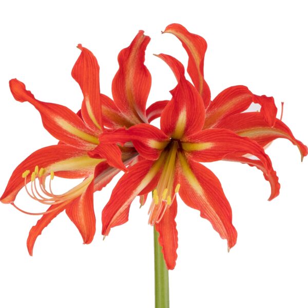 A close-up of two vibrant, red-orange Swazi Amaryllis flowers blooming on a single green stem. The petals are broad and slightly curled at the edges, with white and yellow streaks near the center. Visible stamen and pistil extend gracefully from the flower's core.