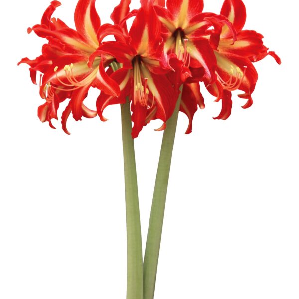 A close-up of two Swazi Amaryllis flowers, showcasing their stunning red and yellow hues. Each flower features multiple large, vibrant petals with pointed tips arranged in a star-like pattern. They are elegantly supported by two tall, green stems against a plain white background.