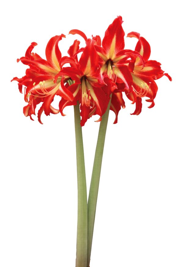 A close-up of two Swazi Amaryllis flowers, showcasing their stunning red and yellow hues. Each flower features multiple large, vibrant petals with pointed tips arranged in a star-like pattern. They are elegantly supported by two tall, green stems against a plain white background.