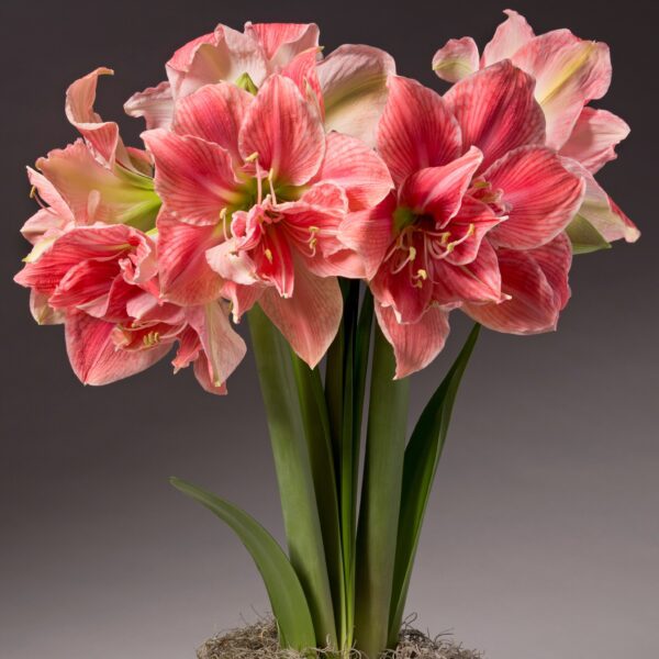 A cluster of blooming pink and white Sweet Nymph Amaryllis - Bare Bulb flowers with long green leaves is arranged in a pot. The flowers have large, trumpet-shaped petals with striking striping patterns. The background is a simple, neutral grey, highlighting the vibrant colors of the blooms.