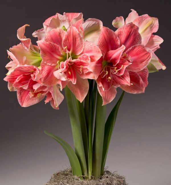 A cluster of blooming pink and white Sweet Nymph Amaryllis - Bare Bulb flowers with long green leaves is arranged in a pot. The flowers have large, trumpet-shaped petals with striking striping patterns. The background is a simple, neutral grey, highlighting the vibrant colors of the blooms.