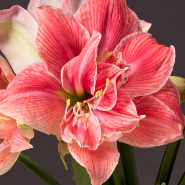 A close-up view of the vibrant pink and white Sweet Nymph Amaryllis - Bare Bulb in full bloom showcases its detailed, delicate petals and prominent stamens against a dark background. The flower's striped pattern adds texture to the striking image.