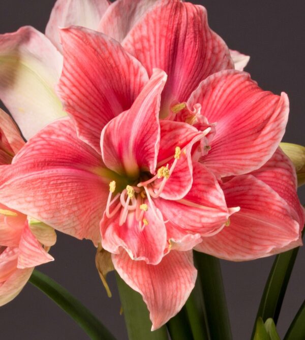 A close-up view of the vibrant pink and white Sweet Nymph Amaryllis - Bare Bulb in full bloom showcases its detailed, delicate petals and prominent stamens against a dark background. The flower's striped pattern adds texture to the striking image.