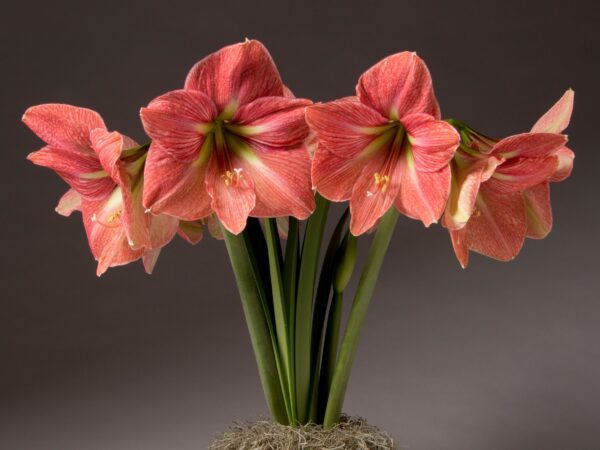 A cluster of vibrant pink blooms from the Terra Cotta Star Amaryllis - Bare Bulb, each featuring six large, trumpet-shaped flowers on tall green stems, is set against a dark gray background. The petals have subtle light stripes and are arranged gracefully in a circular pattern above their base.