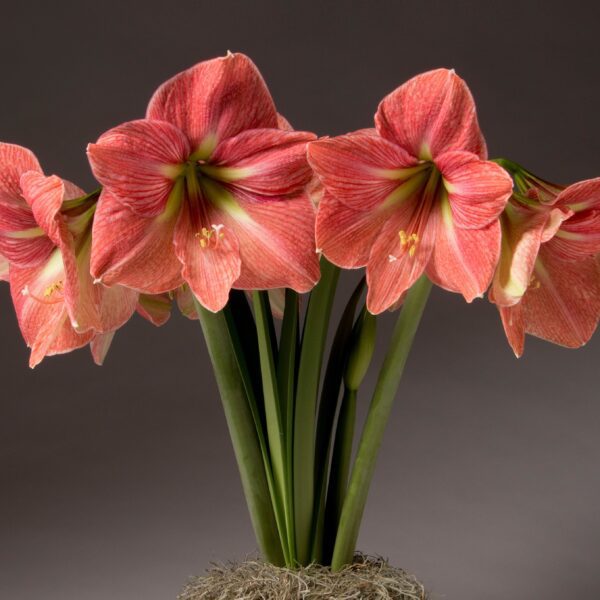 A cluster of vibrant pink blooms from the Terra Cotta Star Amaryllis - Bare Bulb, each featuring six large, trumpet-shaped flowers on tall green stems, is set against a dark gray background. The petals have subtle light stripes and are arranged gracefully in a circular pattern above their base.