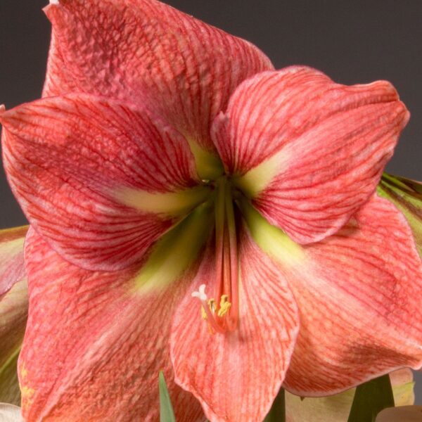 A close-up photograph of a Terra Cotta Star Amaryllis - Bare Bulb in bloom, showcasing multiple pink and red petals with distinct red veins and a greenish-yellow center. The vibrant colors of the amaryllis are accentuated by the dark, blurred background.