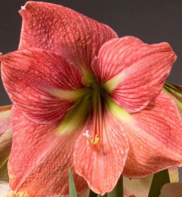 A close-up photograph of a Terra Cotta Star Amaryllis - Bare Bulb in bloom, showcasing multiple pink and red petals with distinct red veins and a greenish-yellow center. The vibrant colors of the amaryllis are accentuated by the dark, blurred background.