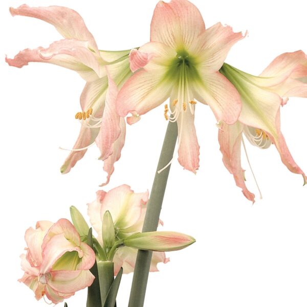 A bouquet of elegant Thai Thai Amaryllis flowers features peach-pink petals and green centers atop tall, slender stems. The blooms have a gentle droop, highlighting their intricate trumpet-like shapes and extended stamens against a plain white background.