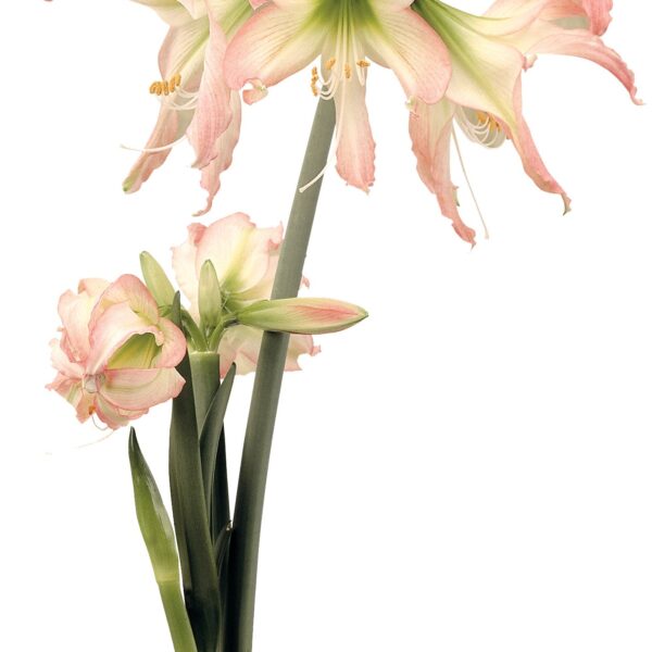 A close-up image of the Thai Thai Amaryllis plant features tall, slender green stems adorned with multiple blooming flowers. The large flowers showcase pink and white petals, presenting a delicate and vibrant display. At the base, the plant is rooted in a small, brown bulb.