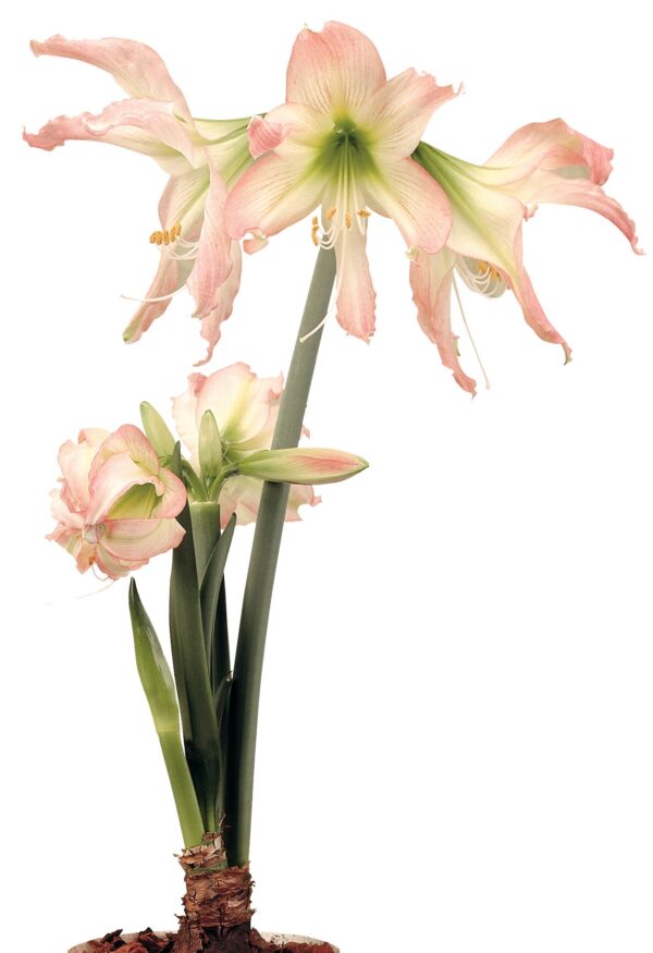 A close-up image of the Thai Thai Amaryllis plant features tall, slender green stems adorned with multiple blooming flowers. The large flowers showcase pink and white petals, presenting a delicate and vibrant display. At the base, the plant is rooted in a small, brown bulb.