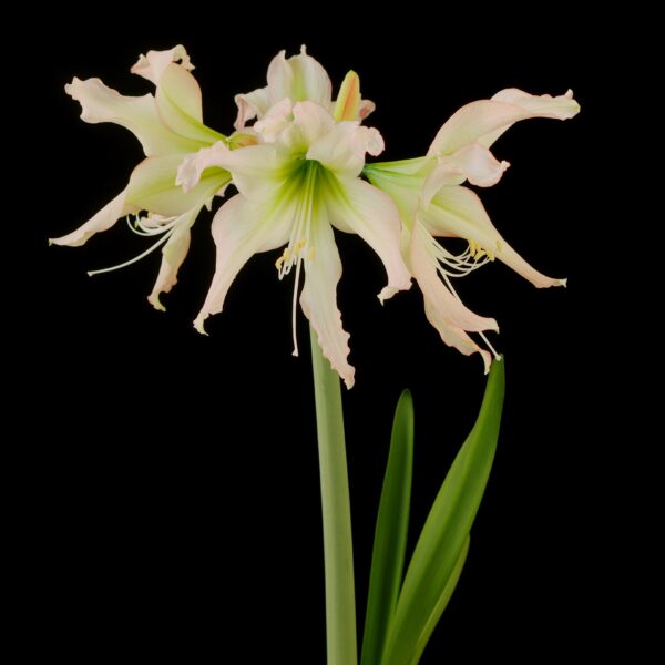 The Thai Thai Amaryllis flower, with its delicate blend of pale pink and green hues, stands gracefully against a solid black background. Its long, elegant petals are complemented by the green leaves that extend from the stem beneath it.