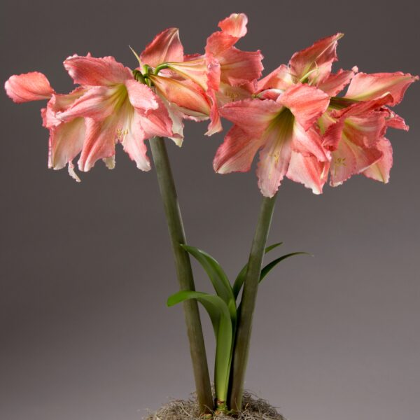 A close-up of two blooming Tinkerbell Amaryllis - Bare Bulb flowers showcases their large, ruffled petals in beautiful shades of pink and white. The flowers sit atop tall, green stalks that emerge from a small base embellished with a hint of moss. The background is a simple gray gradient.