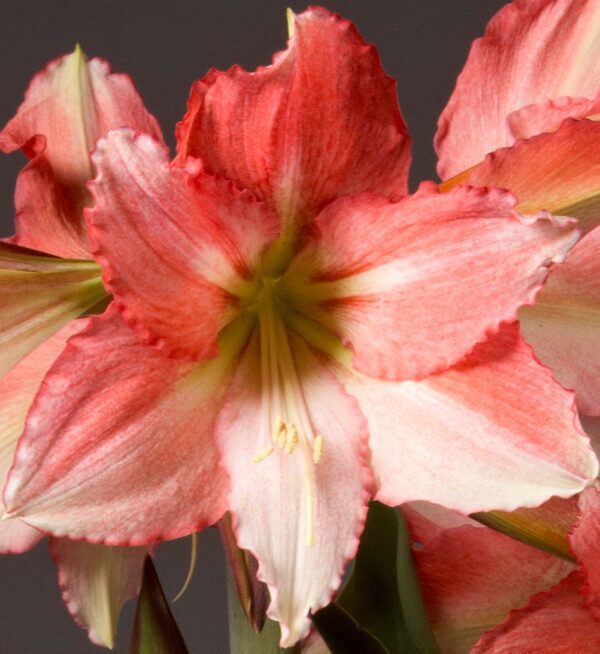 Close-up shot of a blooming Tinkerbell Amaryllis - Bare Bulb flower showcasing vibrant pink and white petals with a yellow-green center. The sharply focused flower features delicate, ruffled edges and prominent stamens, set against a dark background that enhances the striking colors of the amaryllis.