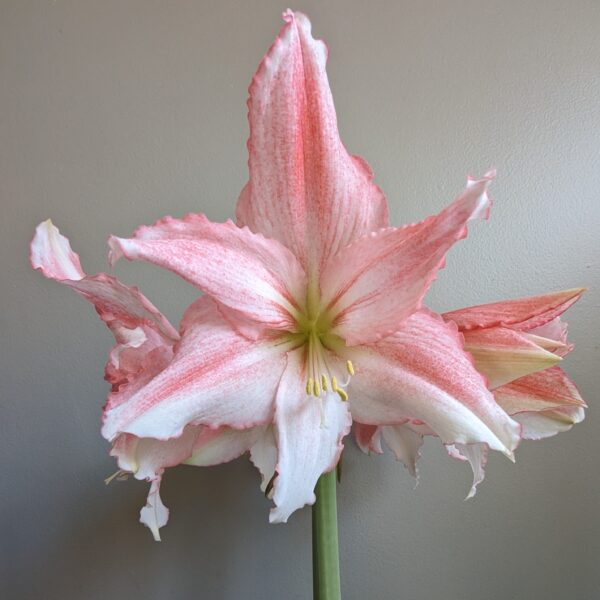 A close-up of a large Tinkerbell Amaryllis flower in full bloom against a plain gray background reveals its delicate petals with ruffled edges. The petals showcase a stunning gradient of pink hues blending into pale white centers, with a few buds visible behind the main bloom.