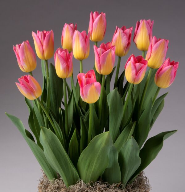 Product Description: The Tom Pouce Potted Tulips boast vibrant pink and yellow blossoms standing tall amid long green leaves, beautifully arranged in a decorative planter. Their fresh colors pop against a neutral gray backdrop.