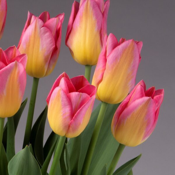 A close-up photograph showcases the Tom Pouce Potted Tulips, featuring a vibrant blend of pink and yellow petals against a gray background. The tulips are complemented by soft green leaves at the bottom.