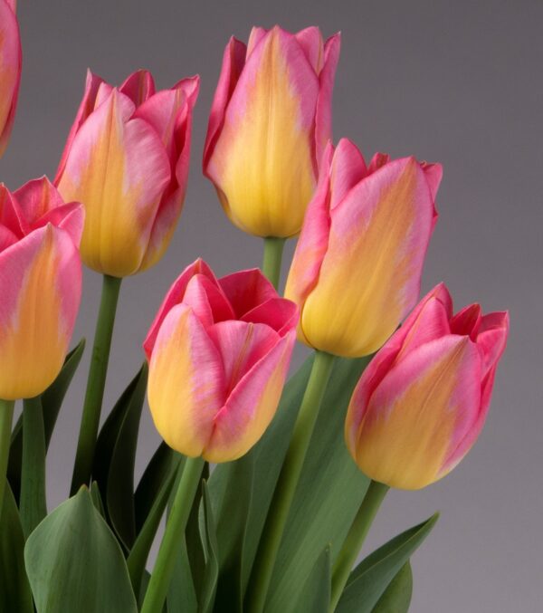 A close-up photograph showcases the Tom Pouce Potted Tulips, featuring a vibrant blend of pink and yellow petals against a gray background. The tulips are complemented by soft green leaves at the bottom.