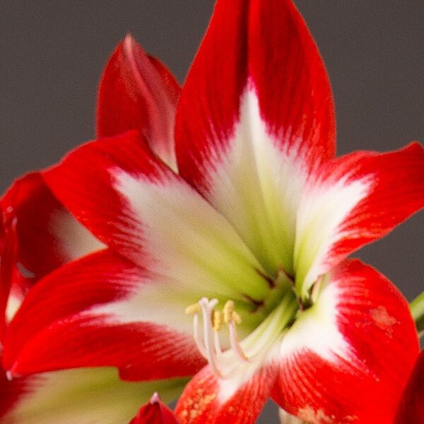 Close-up of a vibrant Tres Chic Amaryllis - Bare Bulb flower in full bloom. The petals are a striking combination of bright red edges blending into pure white near the center, where yellow stamens with light green anthers can be seen. The background is blurred and dark.