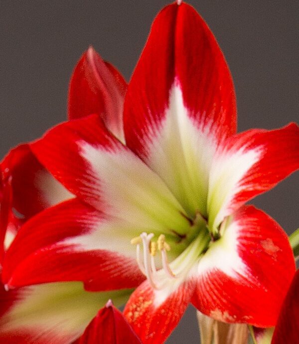 Close-up of a vibrant Tres Chic Amaryllis - Bare Bulb flower in full bloom. The petals are a striking combination of bright red edges blending into pure white near the center, where yellow stamens with light green anthers can be seen. The background is blurred and dark.