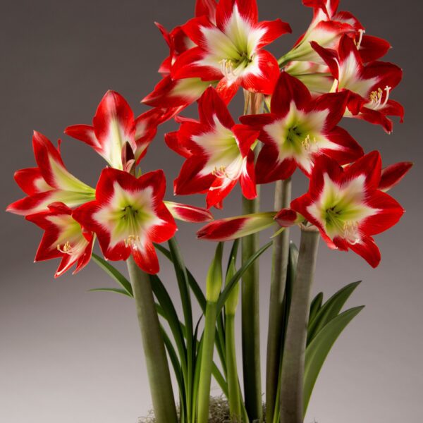 Potted Tres Chic amaryllis with many blooms.