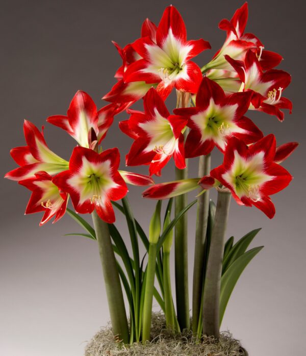 Potted Tres Chic amaryllis with many blooms.