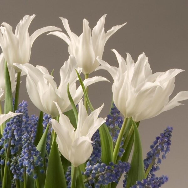 A bouquet featuring elegant Tres Chic Potted Tulips and delicate clusters of small purple flowers, likely grape hyacinths. The white petals of the tulips stand out against a light gray backdrop, creating a harmonious and serene floral arrangement.