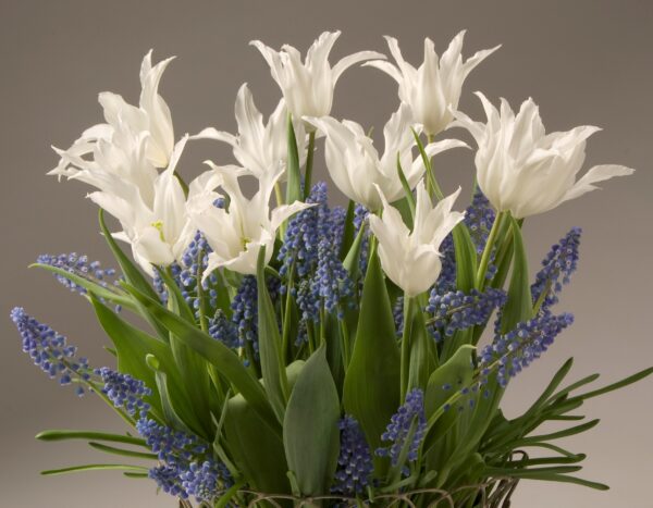 A floral arrangement featuring Tres Chic Potted Tulips with clusters of small, purple-blue flowers and surrounded by lush green leaves, beautifully set against a plain, light gray background.