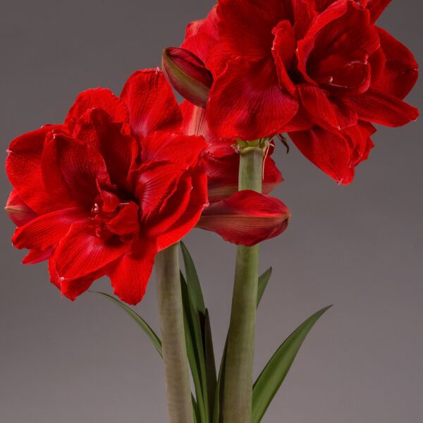 A close-up photograph of two vibrant Velvet Nymph Amaryllis - Bare Bulb flowers in full bloom, with tall green stems and elongated leaves. The flowers' petals are open wide, showcasing their intricate textures against a neutral gray background.