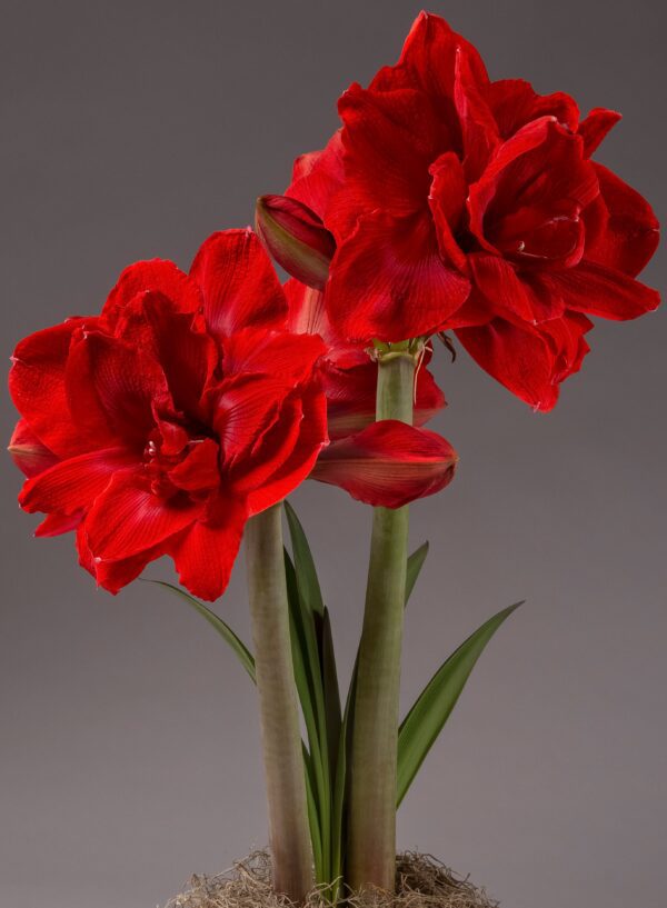 A close-up photograph of two vibrant Velvet Nymph Amaryllis - Bare Bulb flowers in full bloom, with tall green stems and elongated leaves. The flowers' petals are open wide, showcasing their intricate textures against a neutral gray background.