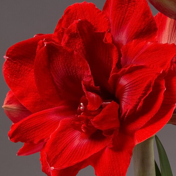 Close-up image of a vibrant red Velvet Nymph Amaryllis - Bare Bulb flower in full bloom against a gray background. The velvety petals are richly colored, showcasing detailed textures and gently curved edges. The green stem is slightly visible at the bottom right of the flower.